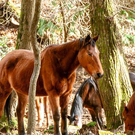 Centro Trekking A Cavallo Monte Brugiana Guest House Massa  Bagian luar foto