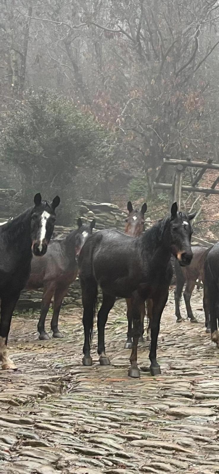 Centro Trekking A Cavallo Monte Brugiana Guest House Massa  Bagian luar foto