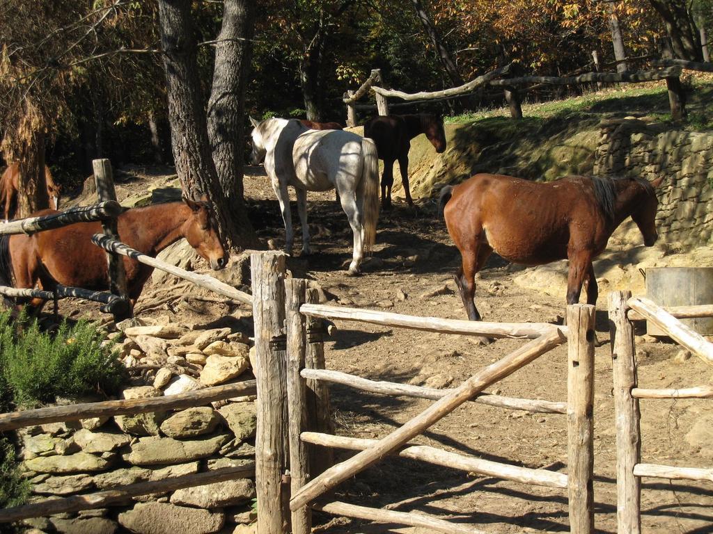 Centro Trekking A Cavallo Monte Brugiana Guest House Massa  Bagian luar foto