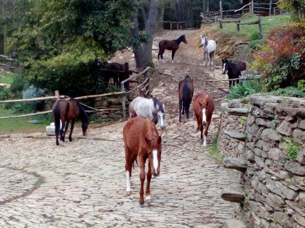 Centro Trekking A Cavallo Monte Brugiana Guest House Massa  Bagian luar foto