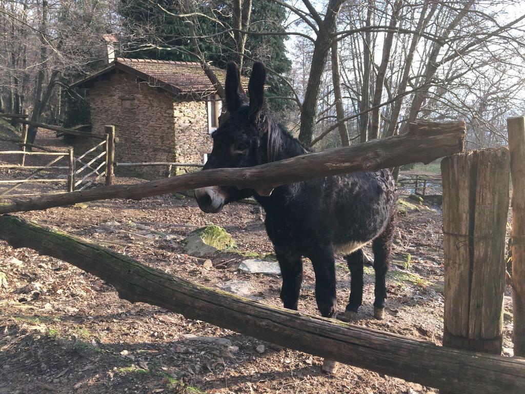 Centro Trekking A Cavallo Monte Brugiana Guest House Massa  Bagian luar foto